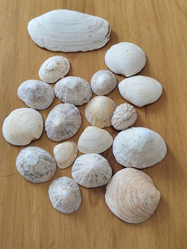 Mixed natural seashells - seashells, 18
