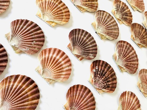 Scallop shells flat natural - flat,