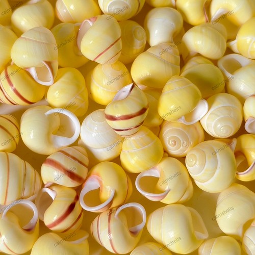 Natural yellow sea - yellow,