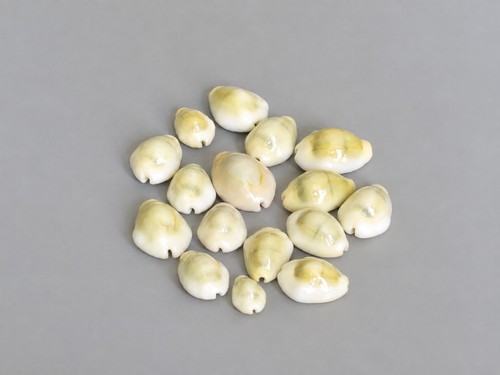 Natural cowrie shells 100g - cowrie,