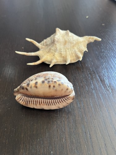 Conch shell cowrie - shell, &