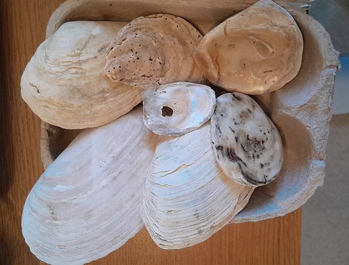 Sea shells oyster clam - sea, shells,