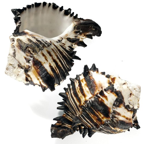 Large black murex - large,