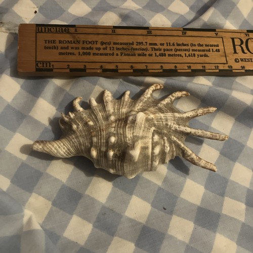 Vintage murex ramose shell - murex,