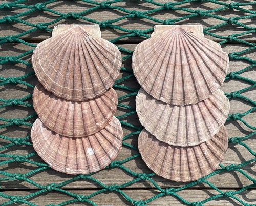 Diver caught scottish scallop - diver,