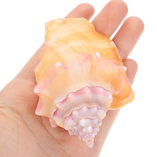 11cm conch large sea - conch, beach
