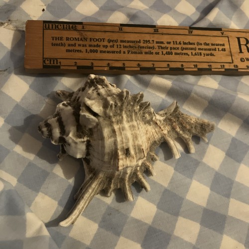 Vintage murex ramose shell - vintage,