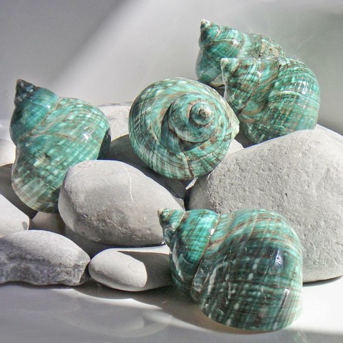 Polished jade turbo seashell - jade,