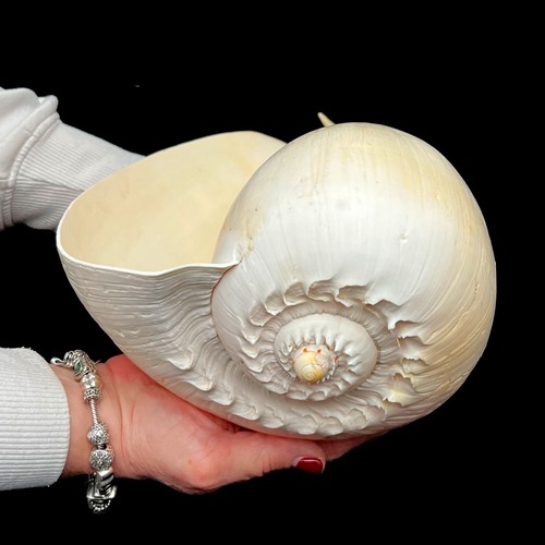 Extra large - melon, shell