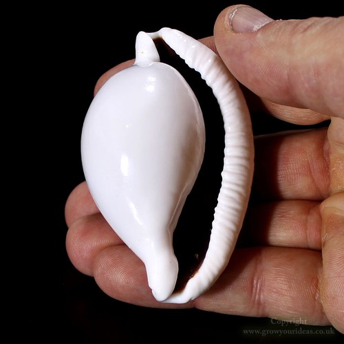 Cowrie egg ovula - egg,