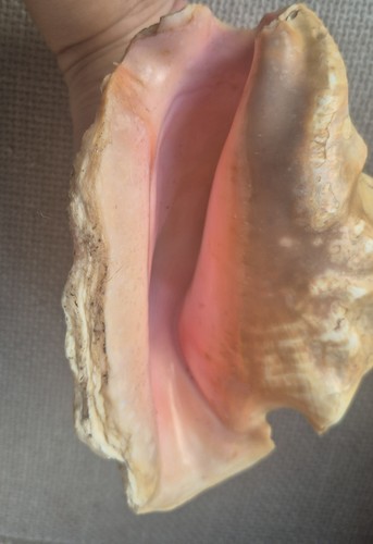 Large natural queen conch - queen,