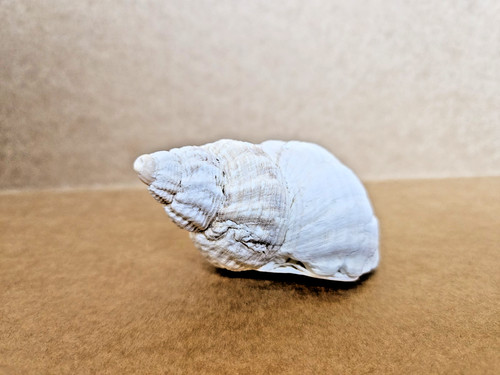 Natural seashell conch - seashell, |