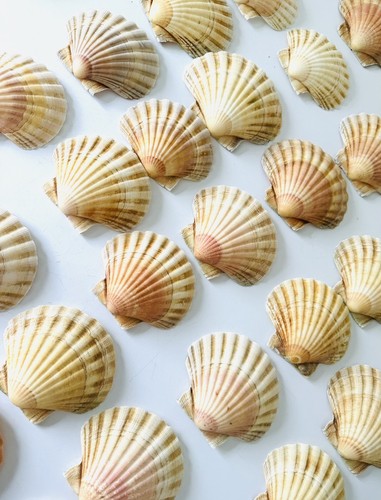 Shells scallop round - shells,