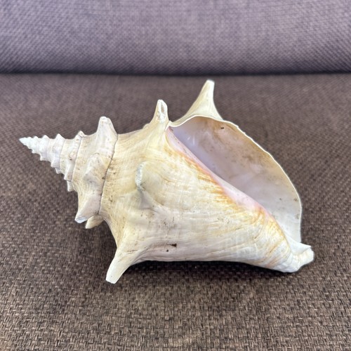 Vintage pink conch shell - pink,
