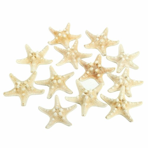 White knobby starfish 5cm - x,