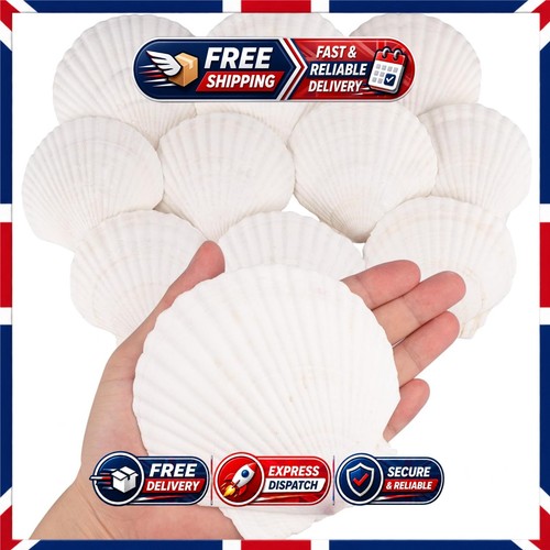 10pcs natural white sea - 10pcs,