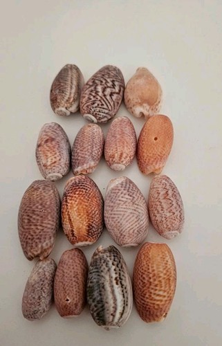 Lettered olive seashells - olive,