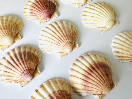 Scallop shells round - 10,
