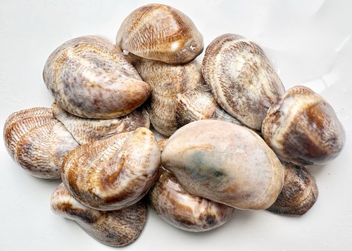 Sea shells slipper limpets - sea,