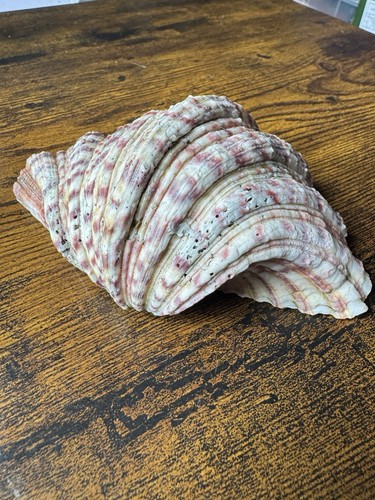 Large clam seashell - clam,