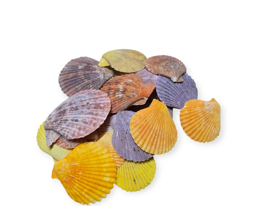 Pectin scallop shell - scallop,