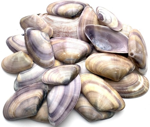Sea shells banded - sea,