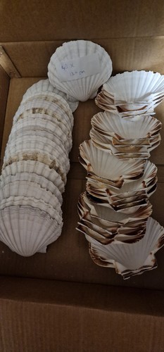 40x scallop shells cm - scallop,