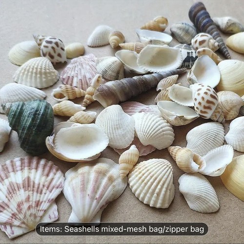 Mixed beach sea shells - mixed,
