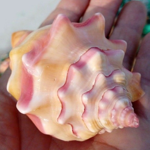 9cm conch large - conch,
