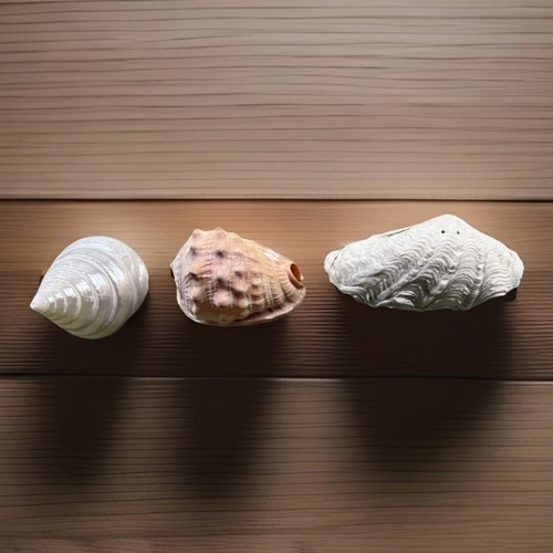 Luxury natural seashell set - natural,
