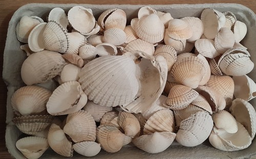 Sea shells cockle - sea, shells.