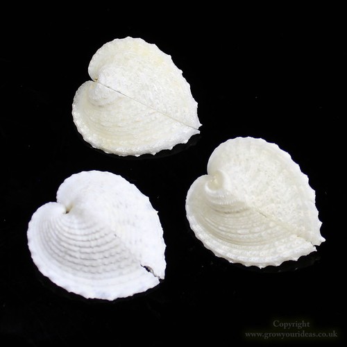 Cockle true heart love sea - true,
