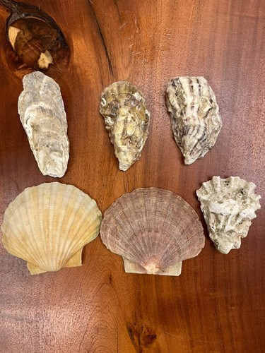 Natural seashell collection - natural,