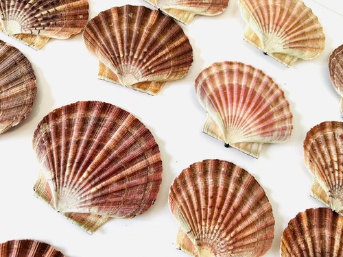 Scallop shells flat - shells, natural